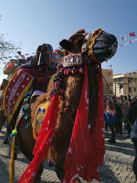 Selçuk Geleneksel Deve Güreşleri